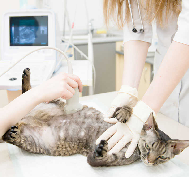 Ecografia cane, gatto Venezia