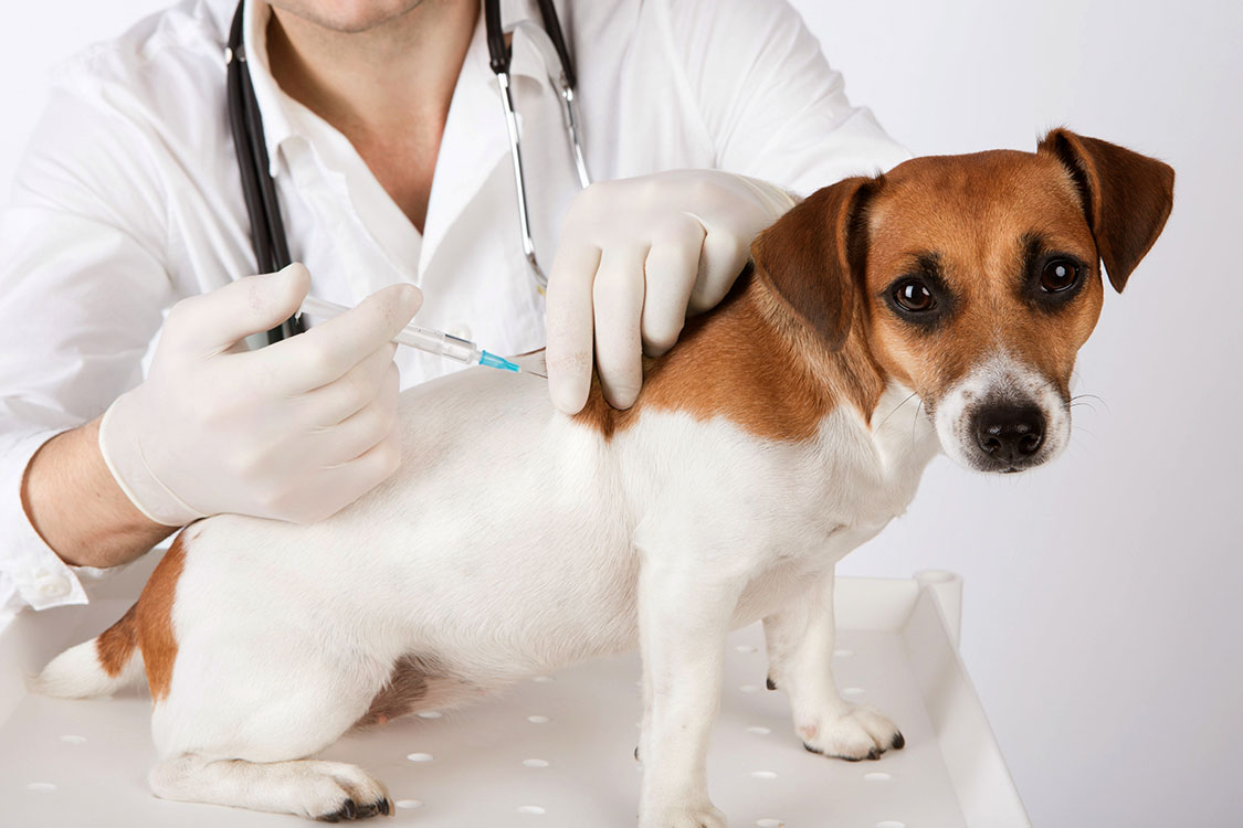 Vaccinazione cane Venezia